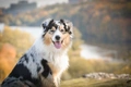 Australian Shepherd Dogs Breed - Information, Temperament, Size & Price | Pets4Homes