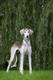 Saluki Dogs Breed - Information, Temperament, Size & Price | Pets4Homes