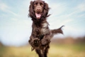 Field Spaniel Dogs Breed - Information, Temperament, Size & Price | Pets4Homes