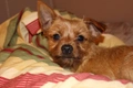 Chorkie Dogs Breed - Information, Temperament, Size & Price | Pets4Homes