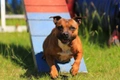 Staffordshire Bull Terrier Dogs Breed - Information, Temperament, Size & Price | Pets4Homes