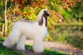 Afghan Hound Dogs Breed - Information, Temperament, Size & Price | Pets4Homes