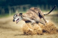 Greyhound Dogs Breed - Information, Temperament, Size & Price | Pets4Homes