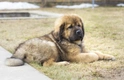 Tibetan Mastiff Dogs Breed - Information, Temperament, Size & Price | Pets4Homes