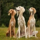 Saluki Dogs Breed - Information, Temperament, Size & Price | Pets4Homes