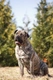 Presa Canario Dogs Breed - Information, Temperament, Size & Price | Pets4Homes