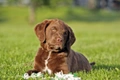 Chesapeake Bay Retriever Dogs Breed - Information, Temperament, Size & Price | Pets4Homes