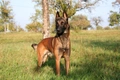 Belgian Shepherd Dog Dogs Breed - Information, Temperament, Size & Price | Pets4Homes