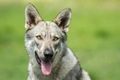 Saarloos Wolfdog Dogs Breed - Information, Temperament, Size & Price | Pets4Homes