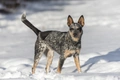 Australian Cattle Dog Dogs Breed - Information, Temperament, Size & Price | Pets4Homes