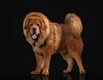 Tibetan Mastiff Dogs Breed - Information, Temperament, Size & Price | Pets4Homes