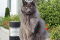 Nebelung Cats Breed - Information, Temperament, Size & Price | Pets4Homes