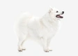 Japanese Spitz Dogs Breed - Information, Temperament, Size & Price | Pets4Homes