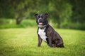 Staffordshire Bull Terrier Dogs Breed - Information, Temperament, Size & Price | Pets4Homes