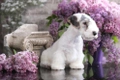 Sealyham Terrier Dogs Breed - Information, Temperament, Size & Price | Pets4Homes