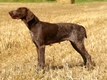 German Shorthaired Pointer Dogs Breed - Information, Temperament, Size & Price | Pets4Homes