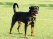 Rottweiler Dogs Breed - Information, Temperament, Size & Price | Pets4Homes