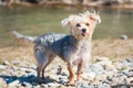 Morkie Dogs Breed - Information, Temperament, Size & Price | Pets4Homes