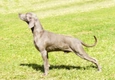 Weimaraner Dogs Breed - Information, Temperament, Size & Price | Pets4Homes