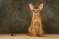 Abyssinian Cats Breed - Information, Temperament, Size & Price | Pets4Homes