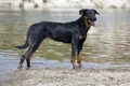 Beauceron Dogs Ras: Karakter, Levensduur & Prijs | Puppyplaats