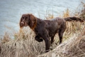 German Longhaired Pointer Dogs Breed - Information, Temperament, Size & Price | Pets4Homes