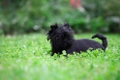 Affenpinscher Dogs Raza - Características, Fotos & Precio | MundoAnimalia