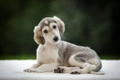 Saluki Dogs Breed - Information, Temperament, Size & Price | Pets4Homes