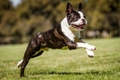 Boston Terrier Dogs Breed - Information, Temperament, Size & Price | Pets4Homes