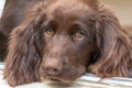 German Longhaired Pointer Dogs Breed - Information, Temperament, Size & Price | Pets4Homes