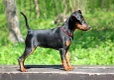 Miniature Pinscher Dogs Breed - Information, Temperament, Size & Price | Pets4Homes