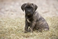 Presa Canario Dogs Breed - Information, Temperament, Size & Price | Pets4Homes