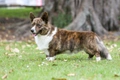 Welsh Corgi Cardigan Dogs Breed - Information, Temperament, Size & Price | Pets4Homes