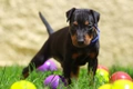 Manchester Terrier Dogs Breed - Information, Temperament, Size & Price | Pets4Homes