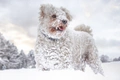 Hungarian Pumi Dogs Breed - Information, Temperament, Size & Price | Pets4Homes