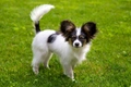 Papillon Dogs Breed - Information, Temperament, Size & Price | Pets4Homes