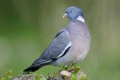 Holub hřivnáč Birds Informace - velikost, povaha, délka života & cena | iFauna