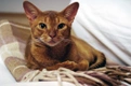 Abyssinian Cats Breed - Information, Temperament, Size & Price | Pets4Homes