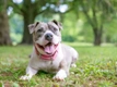 Staffordshire Bull Terrier Dogs Breed - Information, Temperament, Size & Price | Pets4Homes