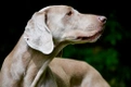 Weimaraner Dogs Breed - Information, Temperament, Size & Price | Pets4Homes