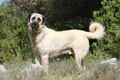 Anatolian Shepherd Dogs Breed - Information, Temperament, Size & Price | Pets4Homes