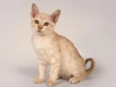 Australian Mist Cats Breed - Information, Temperament, Size & Price | Pets4Homes