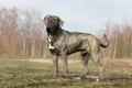 Cane Corso Dogs Ras: Karakter, Levensduur & Prijs | Puppyplaats