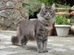 Norwegian Forest Cat Cats Breed - Information, Temperament, Size & Price | Pets4Homes