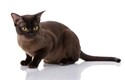 Asian Cats Breed - Information, Temperament, Size & Price | Pets4Homes