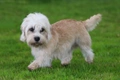 Dandie Dinmont Terrier Dogs Breed - Information, Temperament, Size & Price | Pets4Homes