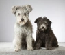 Hungarian Pumi Dogs Breed - Information, Temperament, Size & Price | Pets4Homes