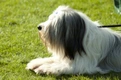 Polish Lowland Sheepdog Dogs Breed - Information, Temperament, Size & Price | Pets4Homes