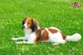 Kooikerhondje Dogs Ras: Karakter, Levensduur & Prijs | Puppyplaats