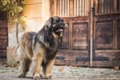 Leonberger Dogs Breed - Information, Temperament, Size & Price | Pets4Homes